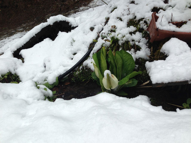 Skunk cabbage in snow