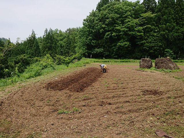 ジャガイモを植えている畑